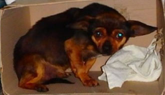 menhelyi kutya cica 1 százalék támogatás állatmenhelyen élő kutyus gazdikereső, adó egy százalék